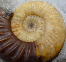 Load image into Gallery viewer, Asteroceras obtusum display ammonite fossil (82 mm)