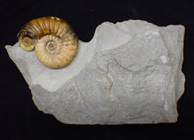 Load image into Gallery viewer, Asteroceras obtusum display ammonite fossil (70 mm)