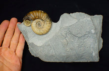 Load image into Gallery viewer, Asteroceras obtusum display ammonite fossil (70 mm)