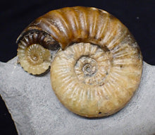 Load image into Gallery viewer, Asteroceras obtusum display ammonite fossil (70 mm)