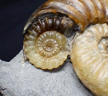Load image into Gallery viewer, Asteroceras obtusum display ammonite fossil (70 mm)