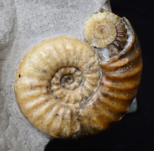 Load image into Gallery viewer, Asteroceras obtusum display ammonite fossil (70 mm)