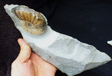Load image into Gallery viewer, Asteroceras obtusum display ammonite fossil (70 mm)