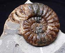 Load image into Gallery viewer, Unusual distorted Asteroceras obtusum display ammonite fossil (75 mm)