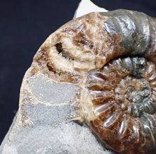 Load image into Gallery viewer, Unusual distorted Asteroceras obtusum display ammonite fossil (75 mm)