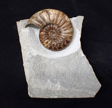 Load image into Gallery viewer, Asteroceras obtusum display ammonite fossil (76 mm)