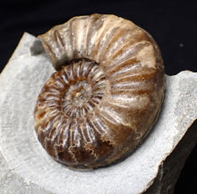 Load image into Gallery viewer, Asteroceras obtusum display ammonite fossil (76 mm)