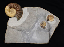 Load image into Gallery viewer, Asteroceras obtusum display multi-ammonite fossil (76 mm)
