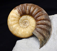 Load image into Gallery viewer, Asteroceras obtusum display multi-ammonite fossil (76 mm)