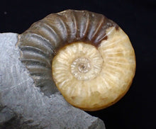 Load image into Gallery viewer, Asteroceras obtusum display multi-ammonite fossil (76 mm)