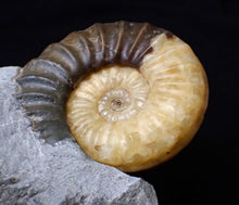 Load image into Gallery viewer, Asteroceras obtusum display multi-ammonite fossil (76 mm)