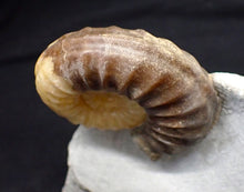 Load image into Gallery viewer, Asteroceras obtusum display multi-ammonite fossil (76 mm)