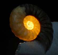 Load image into Gallery viewer, Asteroceras obtusum display multi-ammonite fossil (76 mm)