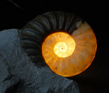 Load image into Gallery viewer, Asteroceras obtusum display multi-ammonite fossil (76 mm)