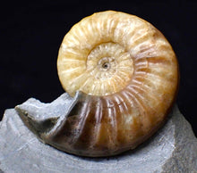 Load image into Gallery viewer, Colourful Asteroceras obtusum display ammonite fossil (70 mm)