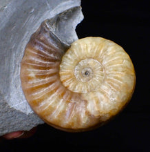 Load image into Gallery viewer, Colourful Asteroceras obtusum display ammonite fossil (70 mm)