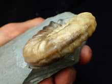 Load image into Gallery viewer, Colourful Asteroceras obtusum display ammonite fossil (70 mm)