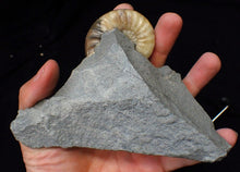 Load image into Gallery viewer, Colourful Asteroceras obtusum display ammonite fossil (70 mm)