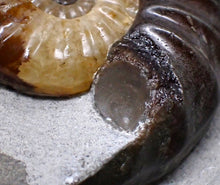 Load image into Gallery viewer, "Popped" Asteroceras obtusum ammonite fossil (68 mm)