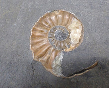 Load image into Gallery viewer, "Popped" Asteroceras obtusum ammonite fossil (66 mm)