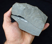 Load image into Gallery viewer, "Popped" Asteroceras obtusum ammonite fossil (66 mm)