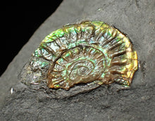 Load image into Gallery viewer, Juvenile green iridescent Caloceras display ammonite fossil 19mm
