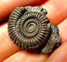 Load image into Gallery viewer, Full pyrite multi-ammonite fossil (28 mm)