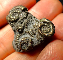 Load image into Gallery viewer, Full pyrite multi-ammonite fossil (26 mm)