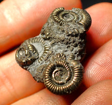 Load image into Gallery viewer, Full pyrite multi-ammonite fossil (26 mm)