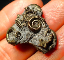 Load image into Gallery viewer, Full pyrite multi-ammonite fossil (26 mm)