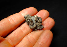 Load image into Gallery viewer, Full pyrite multi-ammonite fossil (32 mm)