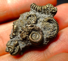 Load image into Gallery viewer, Full pyrite multi-ammonite fossil (32 mm)