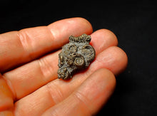 Load image into Gallery viewer, Full pyrite multi-ammonite fossil (32 mm)