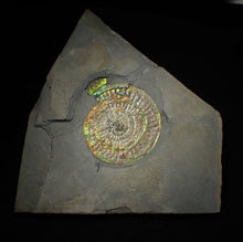 Load image into Gallery viewer, Big complete iridescent Caloceras display ammonite fossil (80mm)
