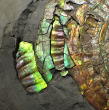 Load image into Gallery viewer, Big complete iridescent Caloceras display ammonite fossil (80mm)