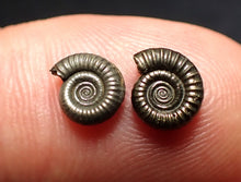 Load image into Gallery viewer, Matched pair of tiny Crucilobiceras ammonite fossils (7 mm)