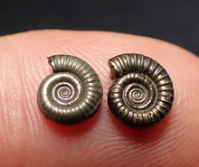 Load image into Gallery viewer, Matched pair of tiny Crucilobiceras ammonite fossils (7 mm)