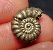 Load image into Gallery viewer, Promicroceras pyritosum ammonite fossil (16 mm)