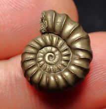 Load image into Gallery viewer, Promicroceras pyritosum ammonite fossil (16 mm)