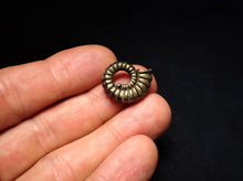 Load image into Gallery viewer, Promicroceras pyritosum ammonite fossil (20 mm)