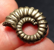 Load image into Gallery viewer, Promicroceras pyritosum ammonite fossil (20 mm)
