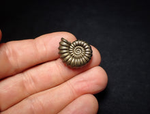 Load image into Gallery viewer, Large perfect Promicroceras pyritosum ammonite fossil (23 mm)