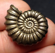 Load image into Gallery viewer, Large perfect Promicroceras pyritosum ammonite fossil (23 mm)