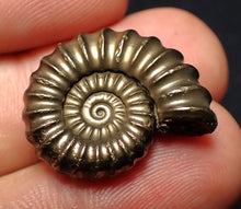 Load image into Gallery viewer, Large perfect Promicroceras pyritosum ammonite fossil (23 mm)