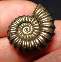 Load image into Gallery viewer, Large perfect Promicroceras pyritosum ammonite fossil (23 mm)