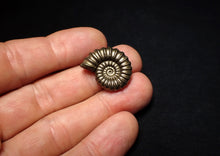 Load image into Gallery viewer, Large perfect Promicroceras pyritosum ammonite fossil (23 mm)