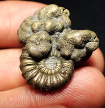 Load image into Gallery viewer, Unusual Promicroceras pyritosum ammonite fossil in matrix (30 mm)