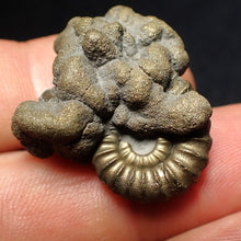 Load image into Gallery viewer, Unusual Promicroceras pyritosum ammonite fossil in matrix (30 mm)
