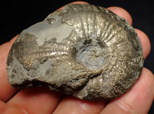 Load image into Gallery viewer, Uncommon Gleviceras pyrite ammonite fossil (58 mm)
