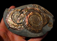 Load image into Gallery viewer, Iridescent multi-Psiloceras display ammonite fossil
